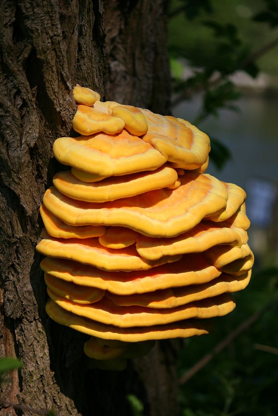 Bright orange and yellow chicken of the woods shelves (Laetiporus sulphureus) growing on a tree
