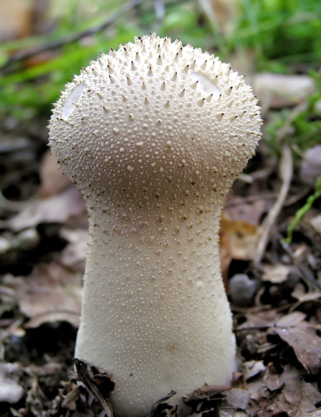 Common puffball (Lycoperdon perlatum) covered in small spiny warts