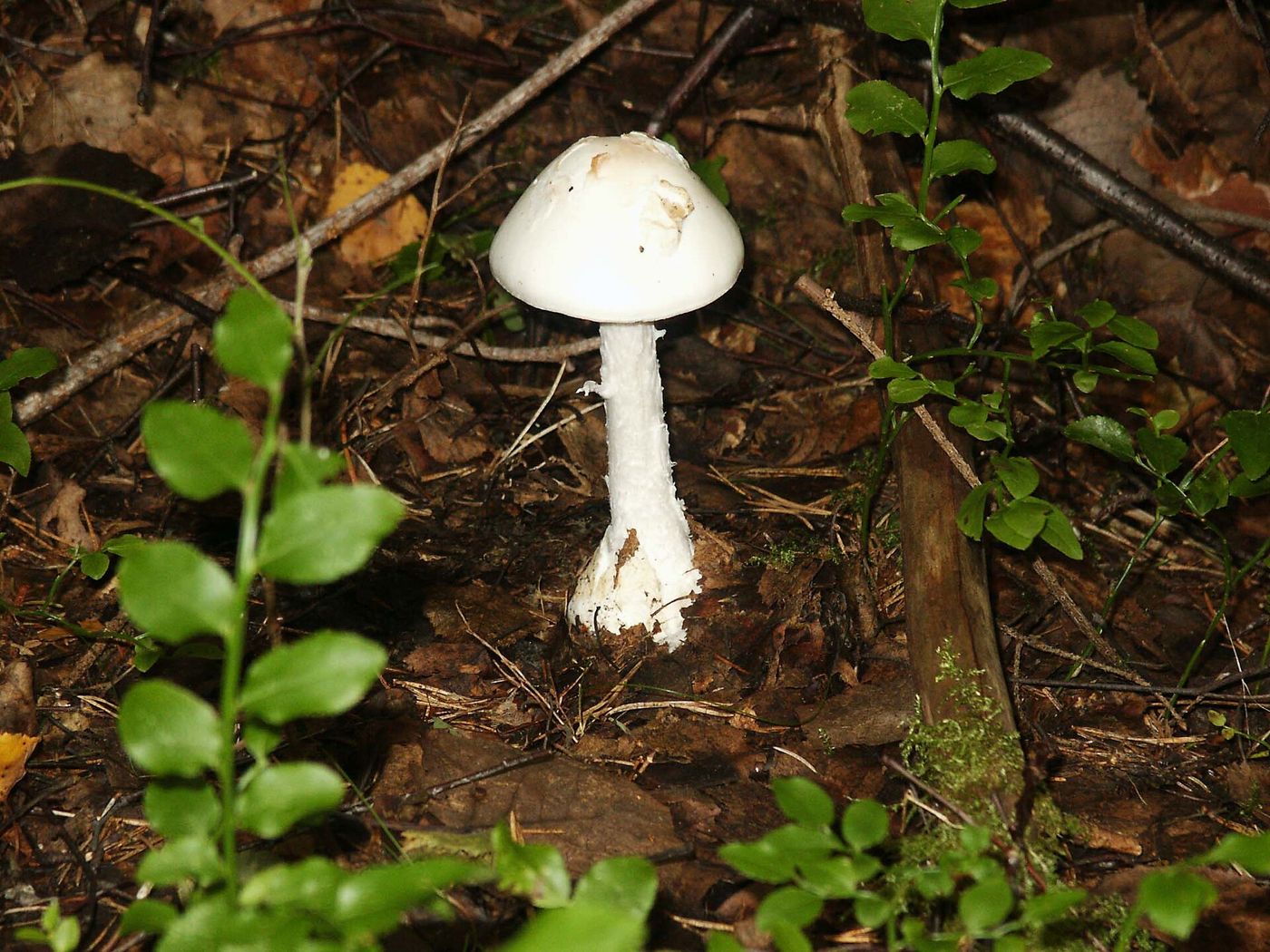 A pure white destroying angel mushroom (Amanita virosa) on the forest floor — an example of a deadly white Amanita that can be mistaken by children