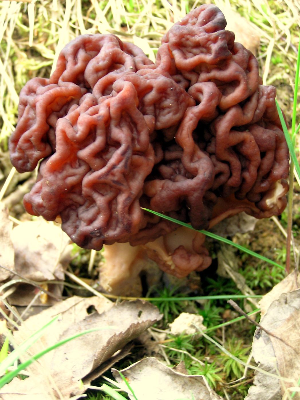 False morel (Gyromitra esculenta) with a brain-like wrinkled cap