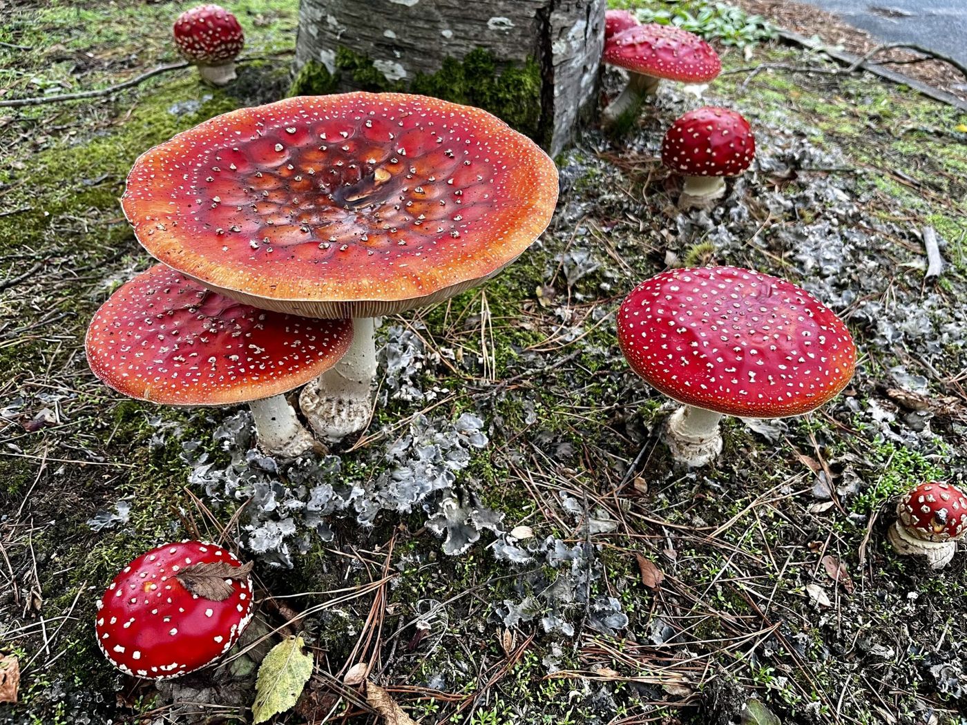 Red-capped fly agaric (Amanita muscaria) with white warts growing in grass