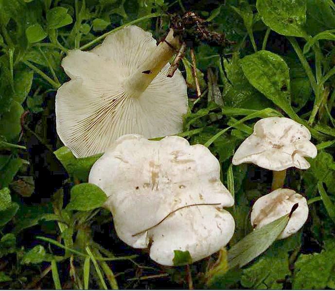 Ivory funnel (Clitocybe dealbata), a small white toxic lawn mushroom