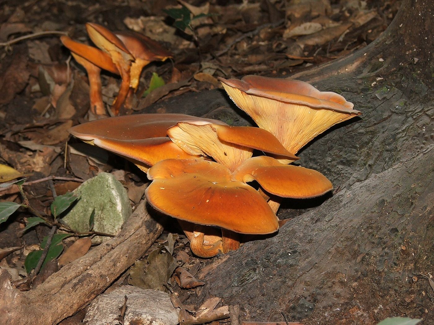Orange jack-o'-lantern mushrooms (Omphalotus olearius) clustered at the base of a tree