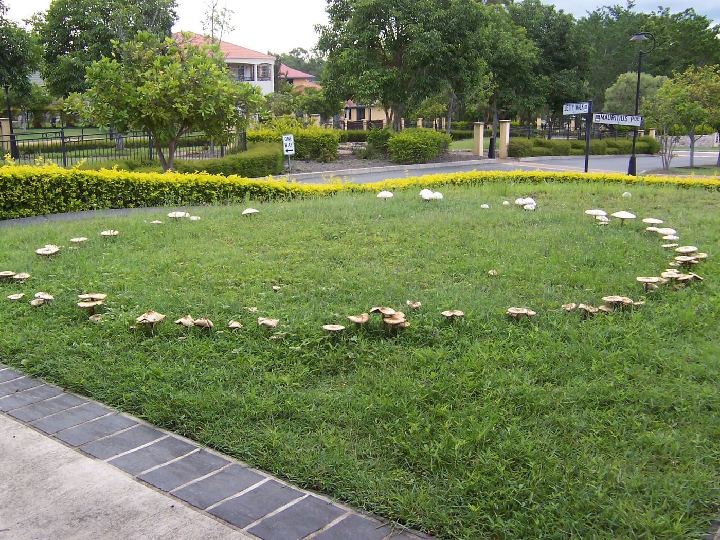 A ring of mushrooms growing in a suburban lawn