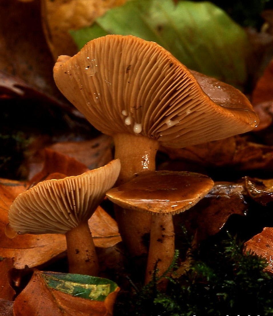 Close-up of the gills under a mushroom cap