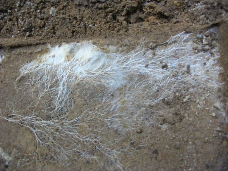 Close-up of white mycelium threads spreading through soil at the base of a mushroom, illustrating the underground network that supports fungal growth and sometimes bioluminescence