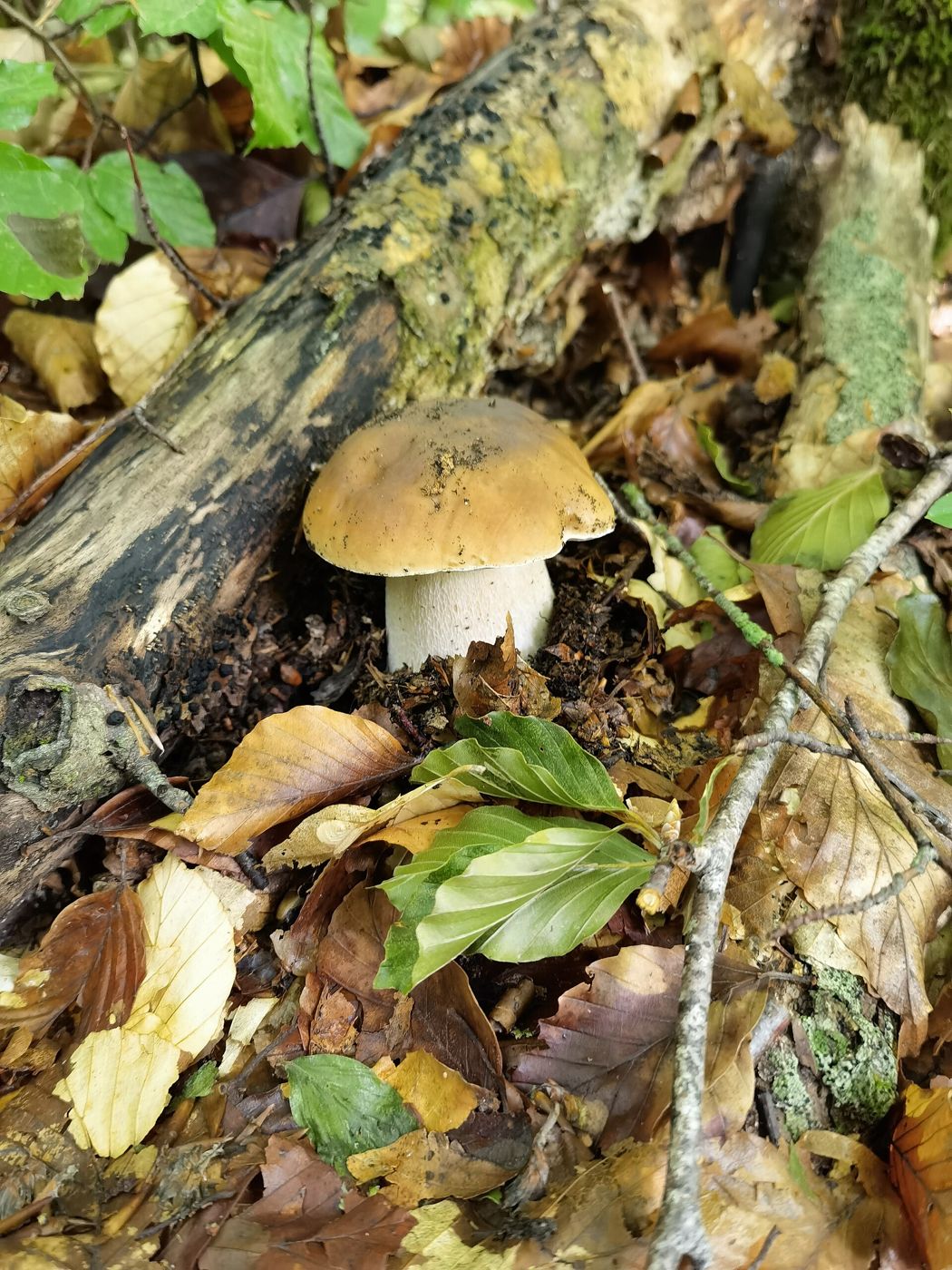 Porcini (Boletus edulis) with a brown cap and thick bulbous stem