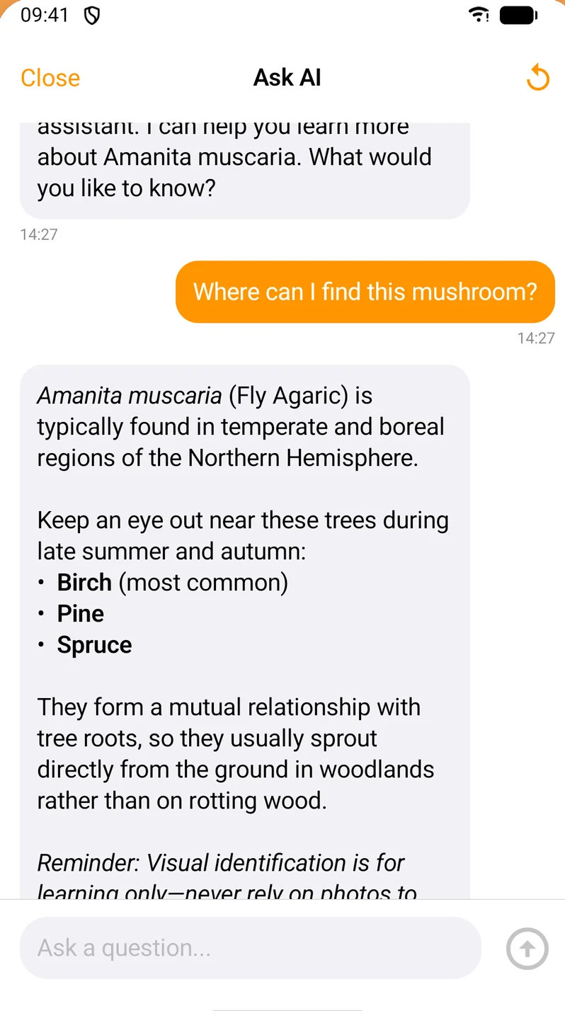 Shroomly AI chat answering a question about Amanita muscaria
