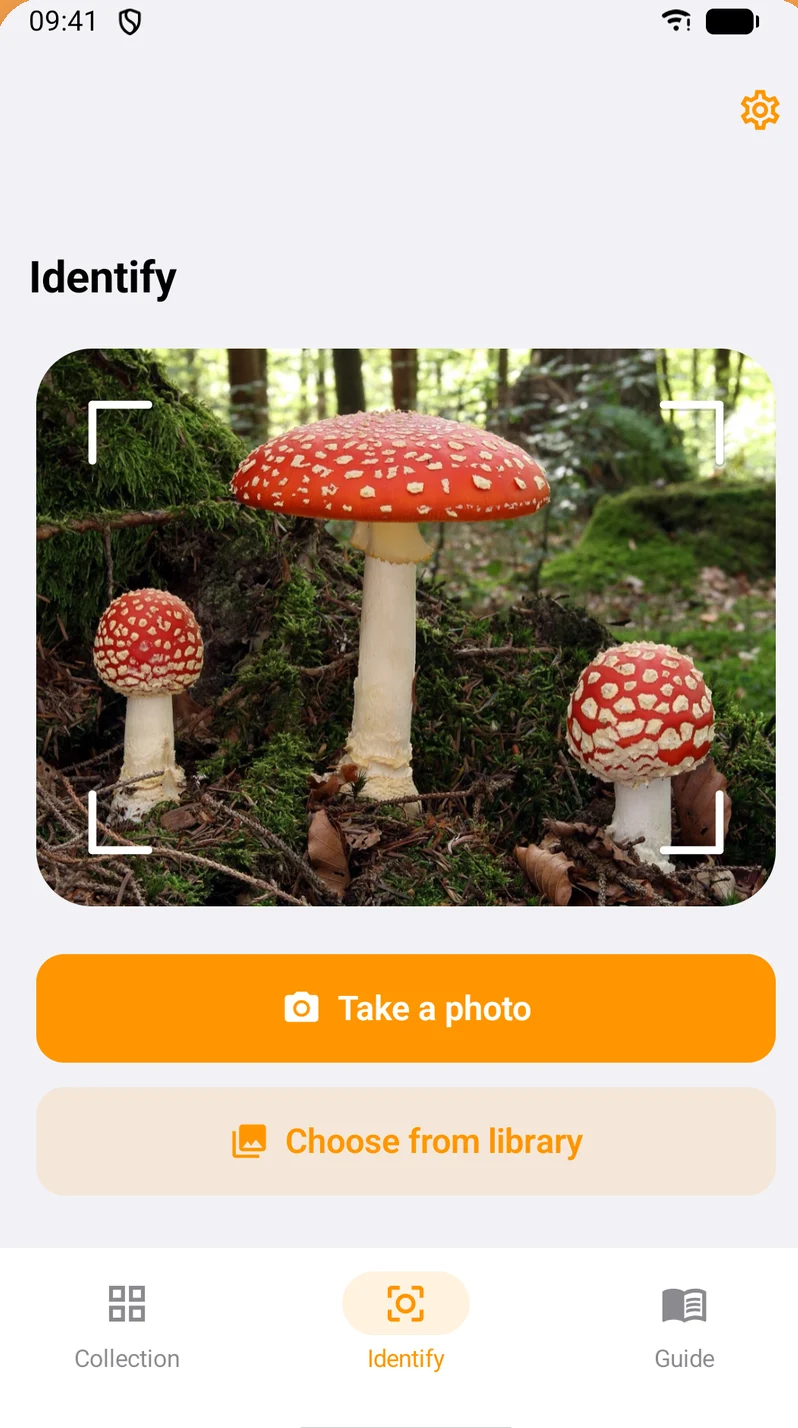 Shroomly identify screen with take a photo and choose from library buttons